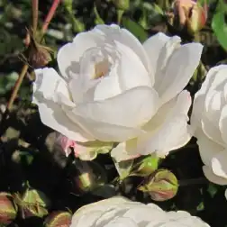 Rosa Frothy - alb - trandafiri miniatur - pitici